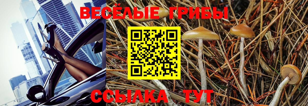 Ачхой-Мартан  Псилоцибиновые грибы Psilocybine cubensis  Вход с VPN 